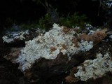 Amphinema byssoides image