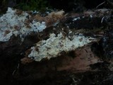 Amphinema byssoides image
