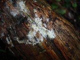 Amphinema byssoides image