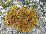 Caloplaca saxicola image