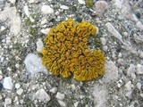Caloplaca saxicola image
