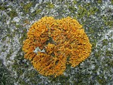 Caloplaca saxicola image