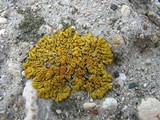 Caloplaca saxicola image