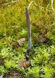 Ophiocordyceps ravenelii image