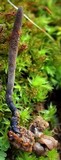Ophiocordyceps ravenelii image