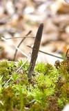 Ophiocordyceps ravenelii image