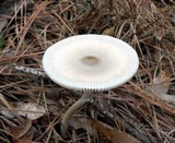 Amanita sect. Vaginatae image