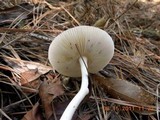 Amanita sect. Vaginatae image