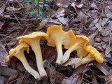 Cantharellus septentrionalis image