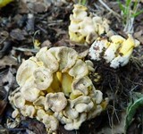 Cantharellus melanoxeros image