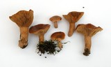 Lactarius subviscidus image