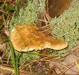 Tapinella atrotomentosa image