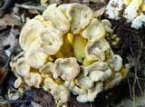 Cantharellus melanoxeros image