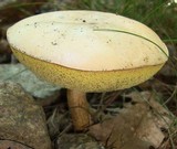 Boletus pallidus image