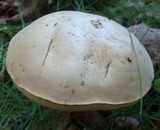 Boletus pallidus image