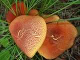 Hortiboletus campestris image