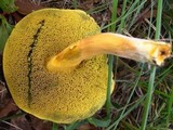 Hortiboletus campestris image