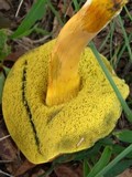 Hortiboletus campestris image