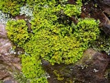 Xanthoria ulophyllodes image