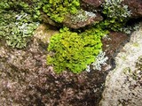 Xanthoria ulophyllodes image