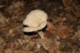 Lactarius marylandicus image
