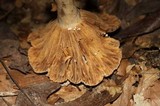 Lactarius marylandicus image