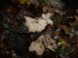 Amylostereum laevigatum image