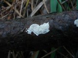 Antrodia ramentacea image