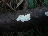 Antrodia ramentacea image