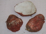 Rhizopogon ochraceorubens image