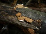 Antrodiella fragrans image
