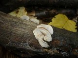 Antrodiella fragrans image
