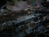 Arachnopeziza aurata image