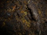 Ascobolus stercorarius image