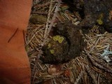 Ascobolus stercorarius image