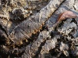 Ascobolus stercorarius image
