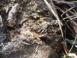 Ascobolus stercorarius image