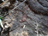 Ascobolus stercorarius image