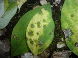 Ascochyta tenerrima image
