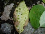 Ascochyta tenerrima image
