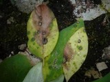 Ascochyta tenerrima image