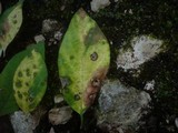 Ascochyta tenerrima image