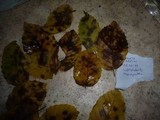 Gnomonia fimbriata image
