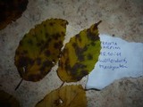 Gnomonia fimbriata image