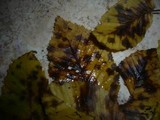 Gnomonia fimbriata image