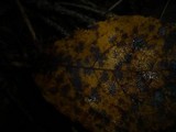 Asteroma salicis image