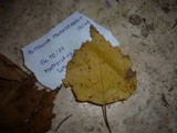 Asteroma microspermum image
