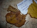 Asteroma microspermum image