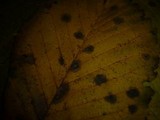 Stegophora ulmea image