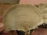 Earliella scabrosa image